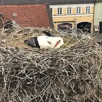 storch.jpg